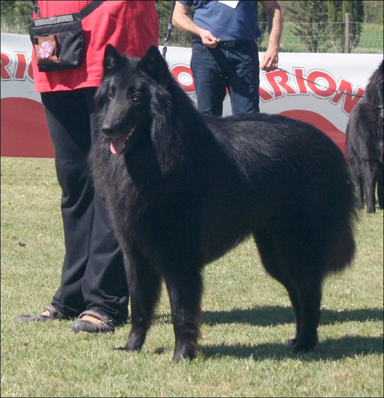 10-ch.onix de belliamici